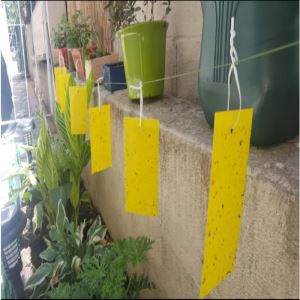 طبع ملصق أزرق