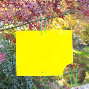 مصائد لزجة صفراء للحشرات